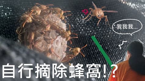 家裡有蜂窩|家中蜂患？這樣做最好